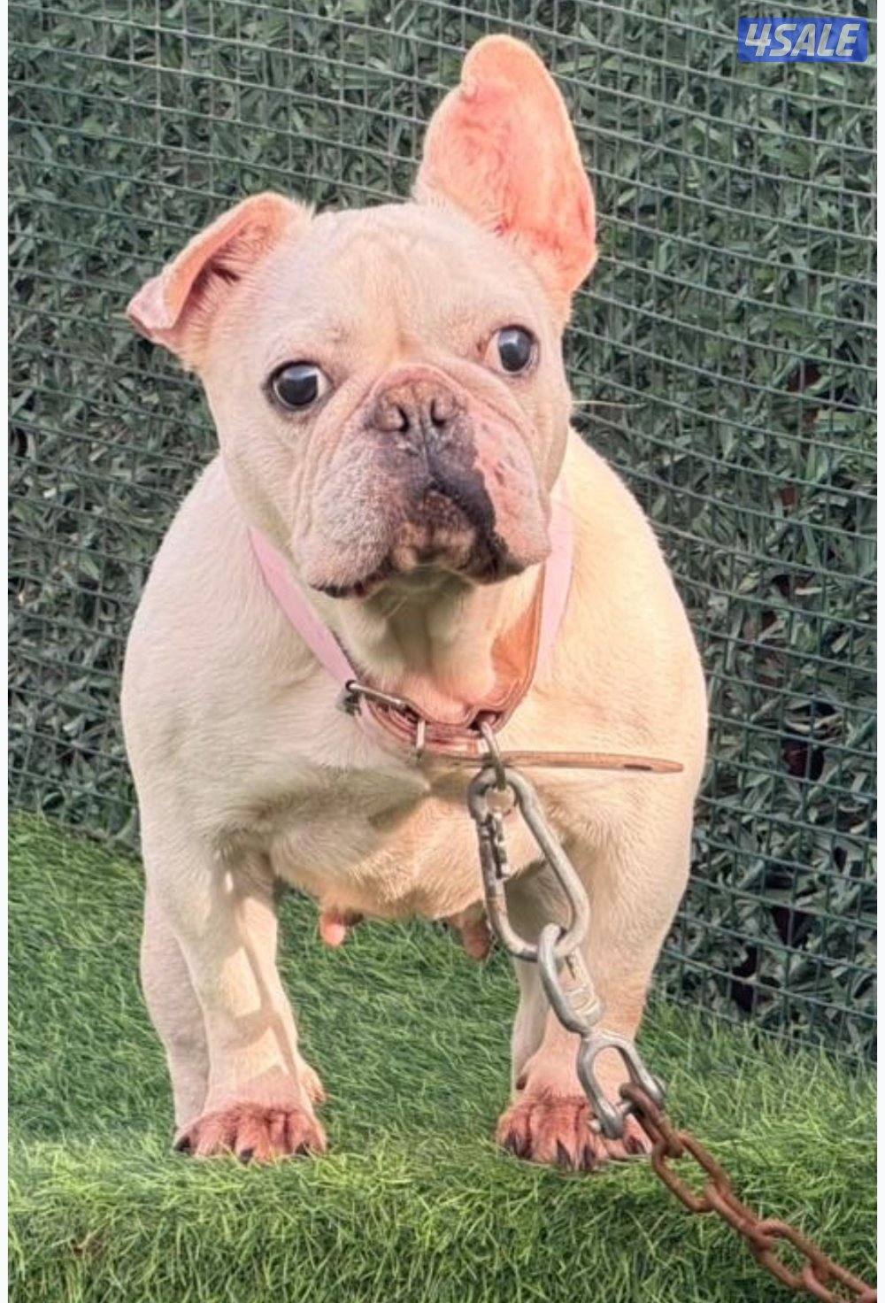 فرنش بولدوق نثيه  من اوكرانيا   مع جوازه   وتعرف على بادز   ومنتجه1