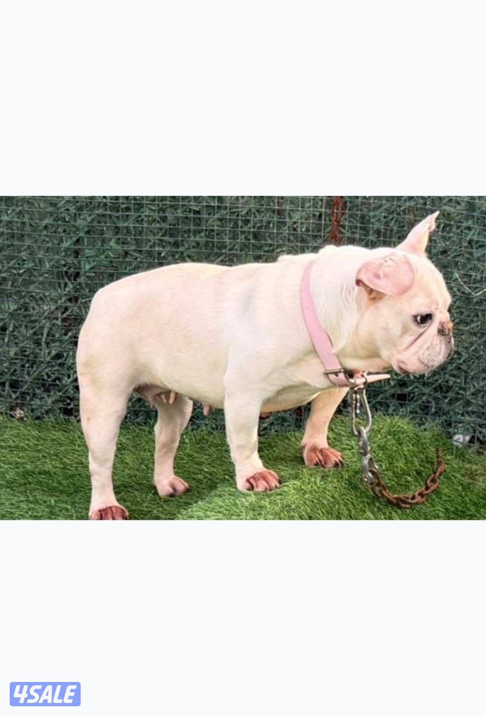 فرنش بولدوق نثيه  من اوكرانيا   مع جوازه   وتعرف على بادز   ومنتجه2