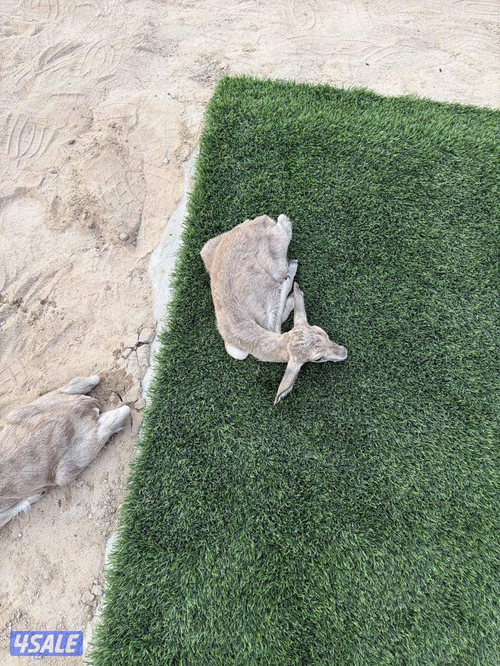 غزلان الريم1