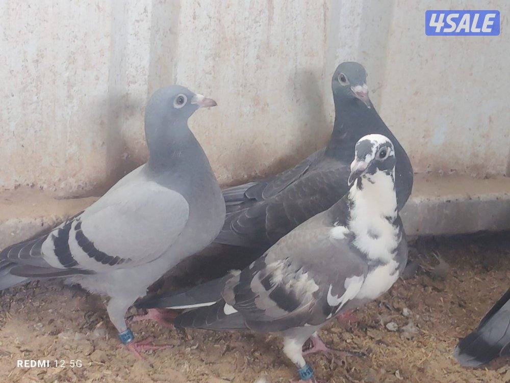 للبيع فروخ زاجل0