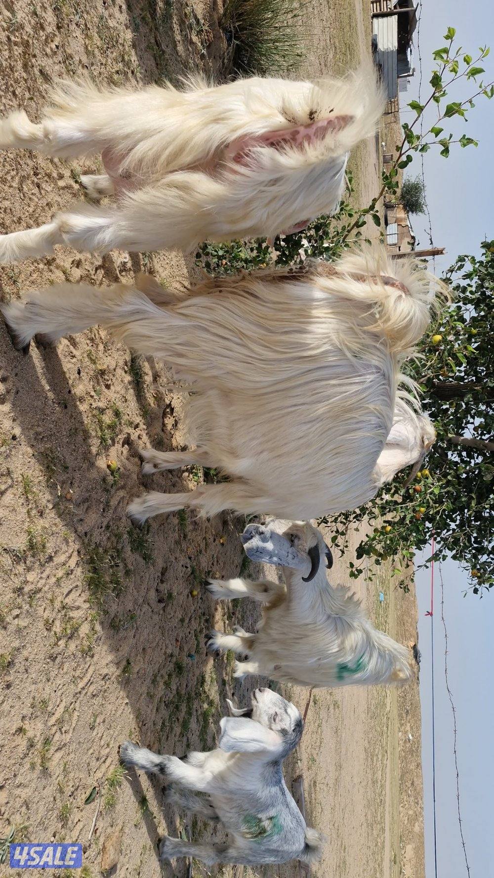 للبيع معزا مطافيل ٤ حدرهم ٤. شبب1