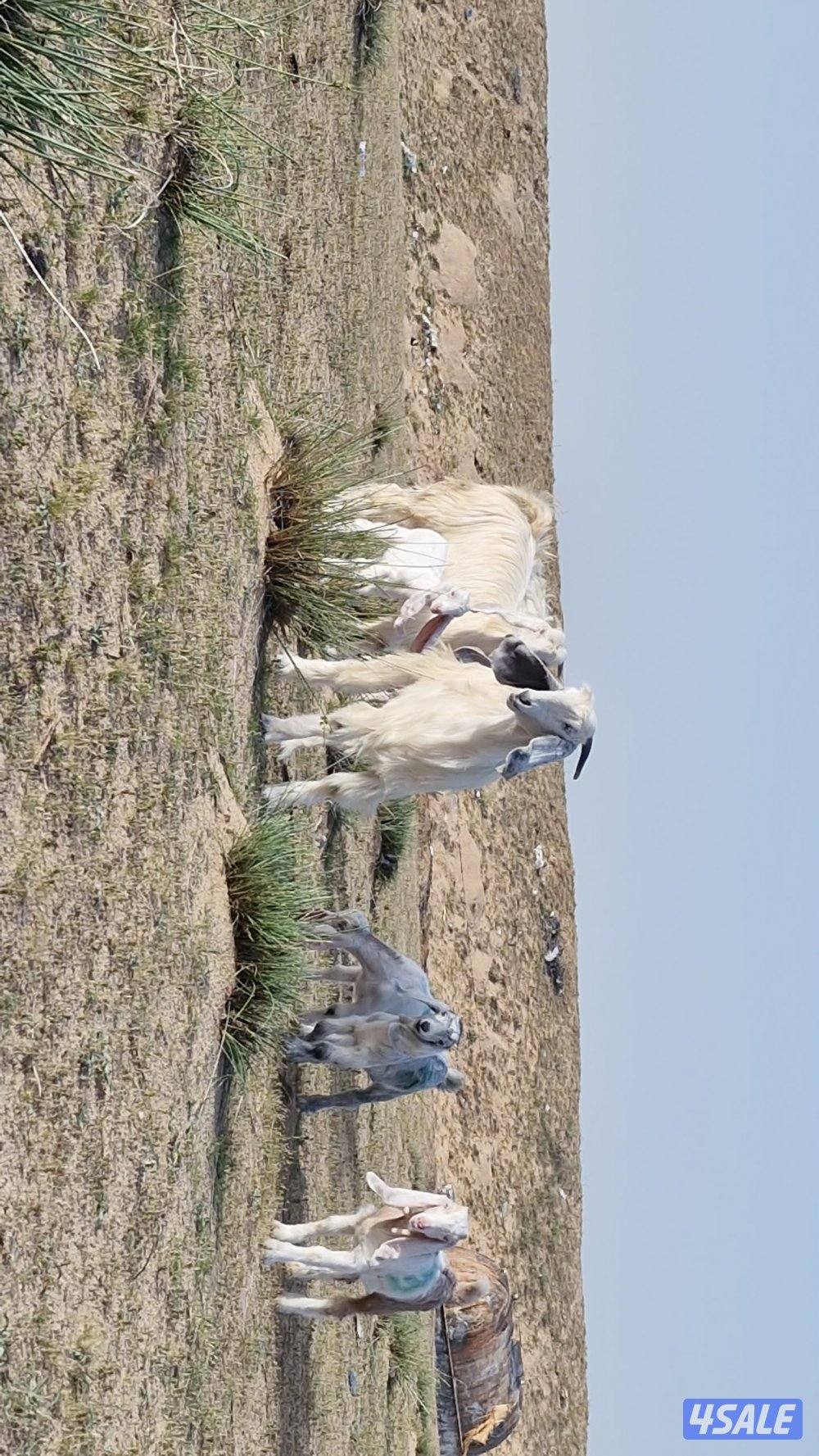 للبيع معزا مطافيل ٤ حدرهم ٤. شبب2