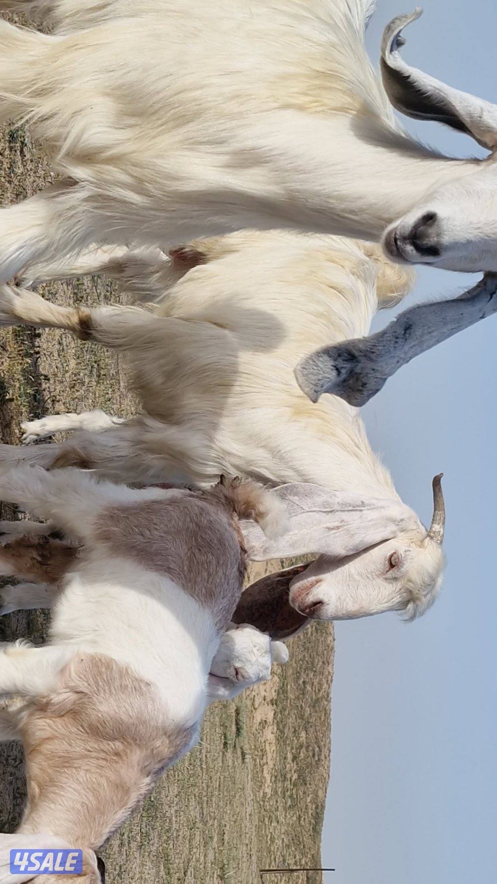 للبيع معزا مطافيل ٤ حدرهم ٤. شبب3