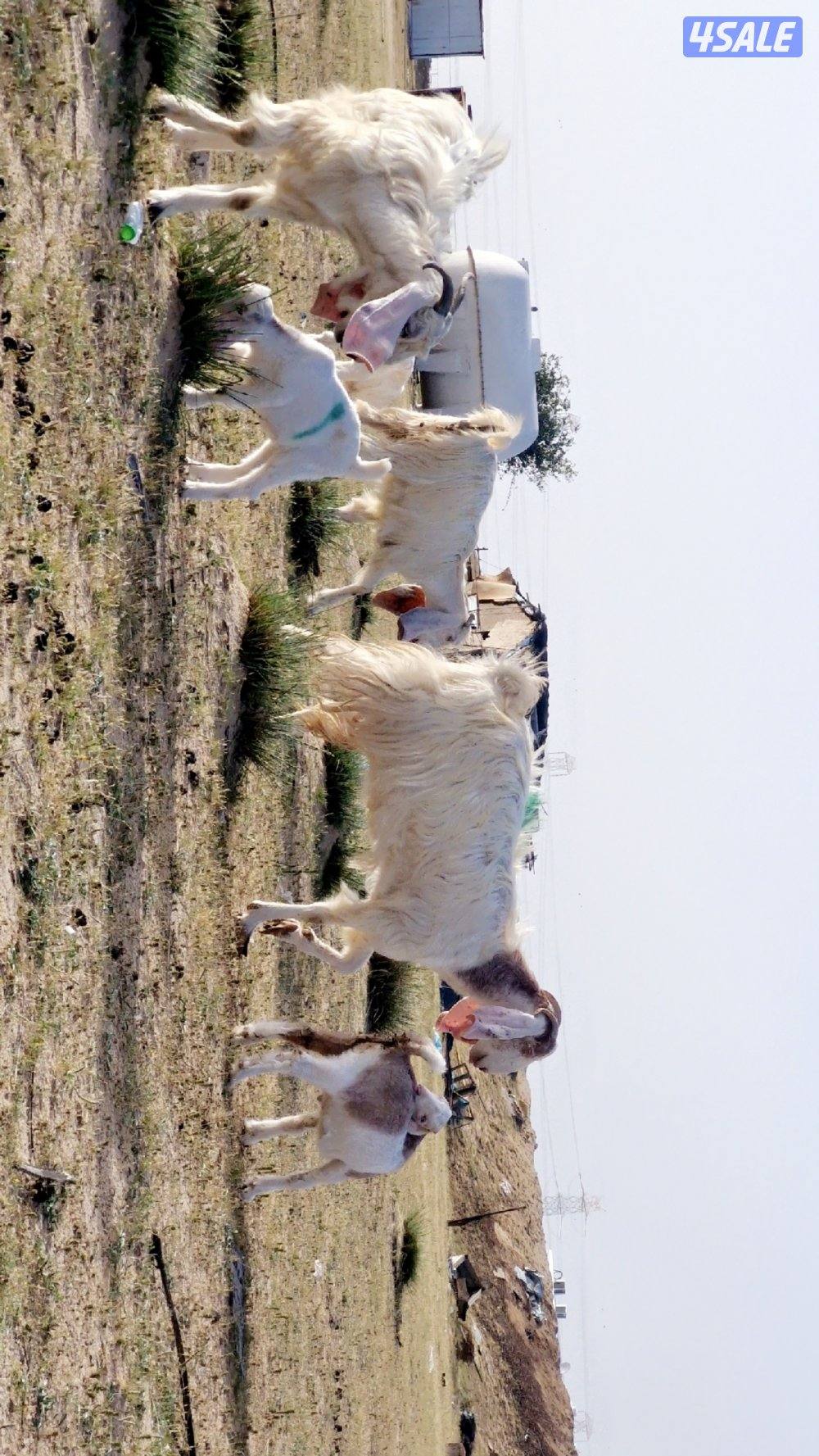 للبيع معزا مطافيل ٤ حدرهم ٤. شبب4
