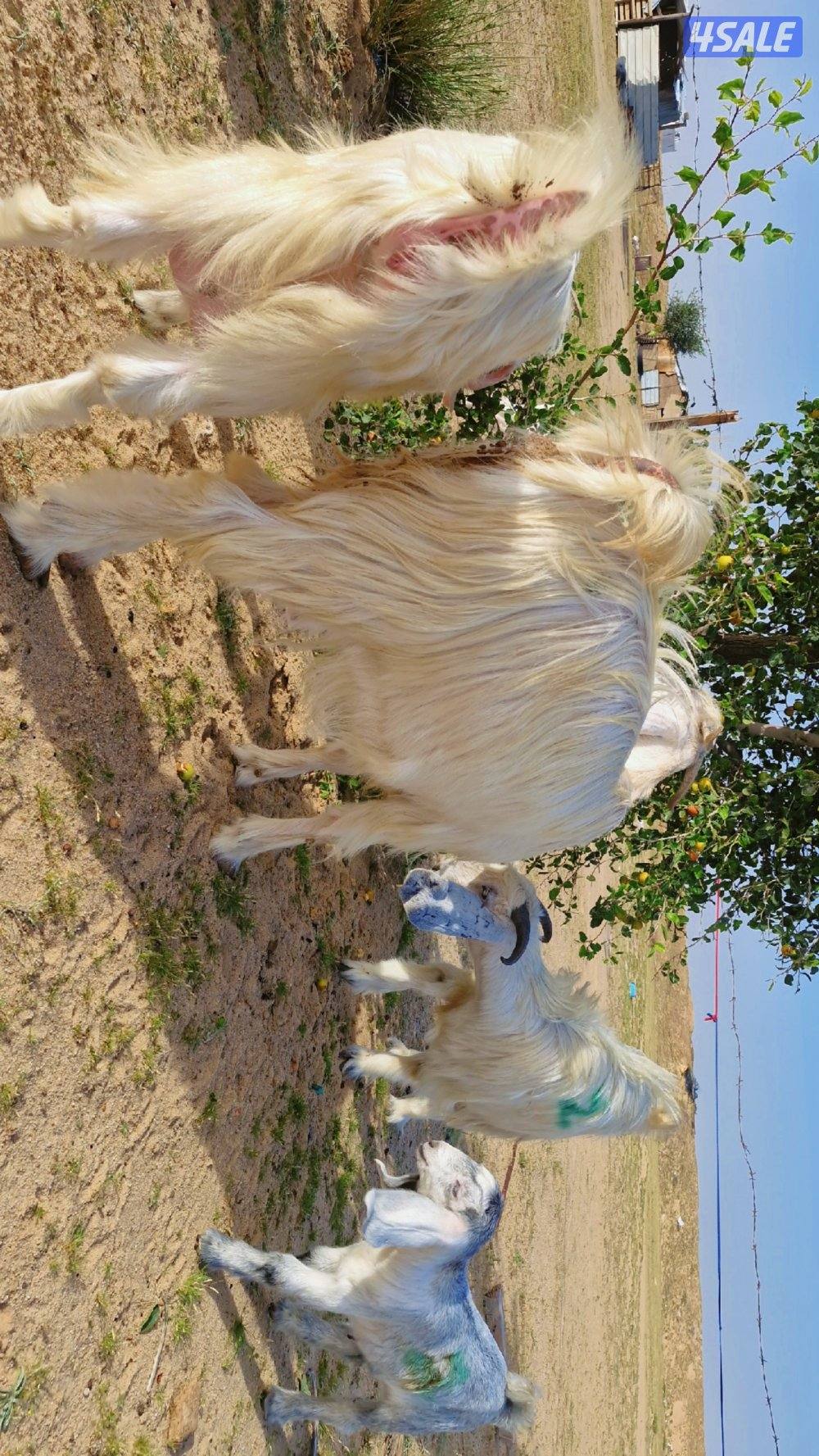 للبيع معزا مطافيل ٤ حدرهم ٤. شبب6