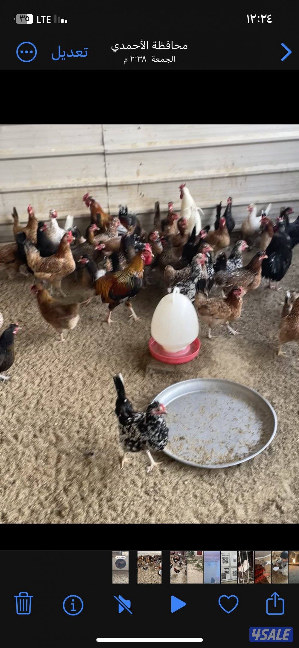 للبيع عربي قديم يرجعون الدواي والهاوي بياضين جمله او مفرد0