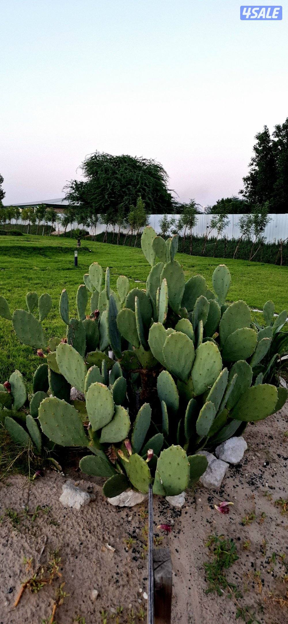 مزرعه AFARM فى الوفره طريق 3008