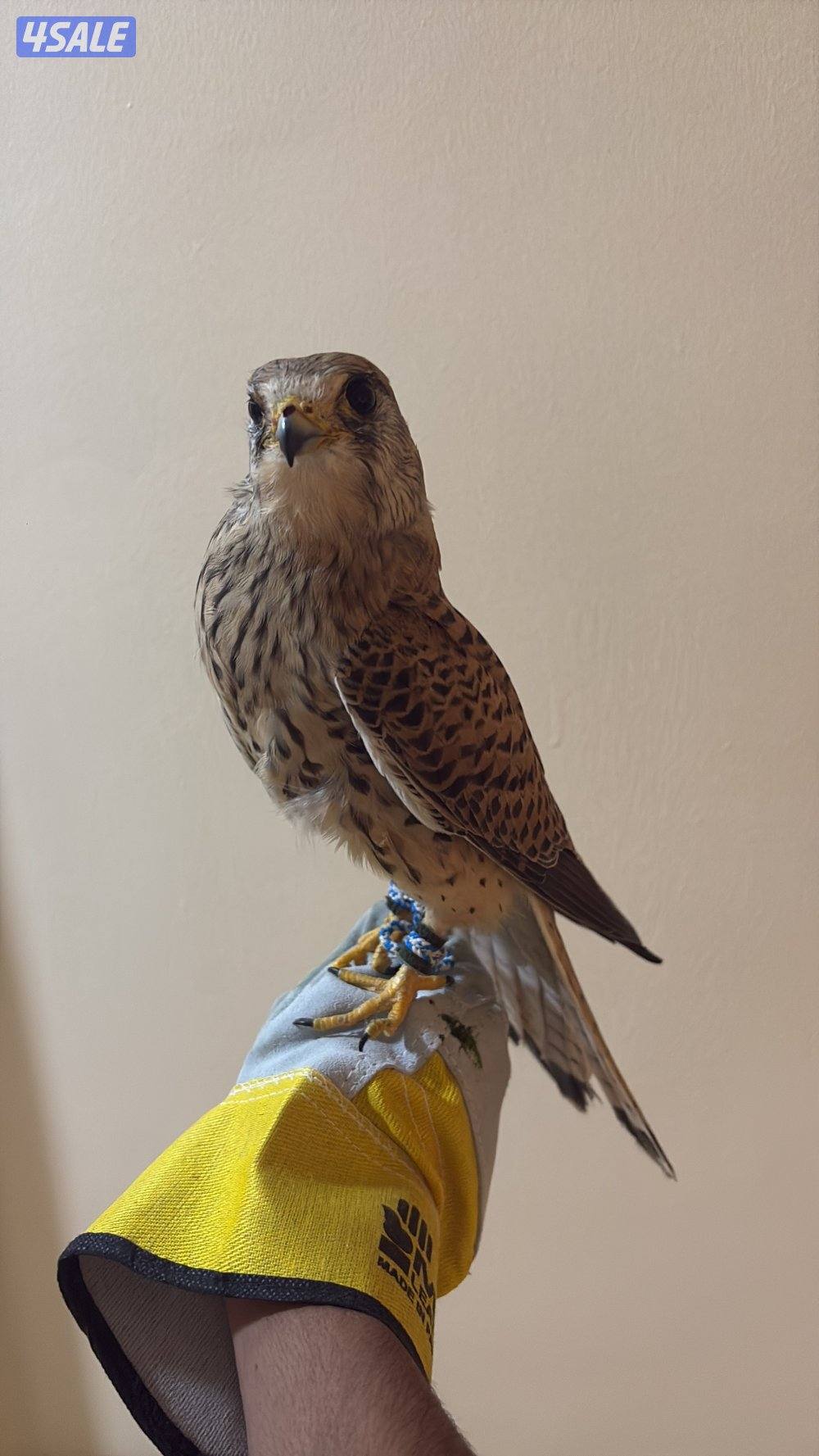 للبيع طيور0