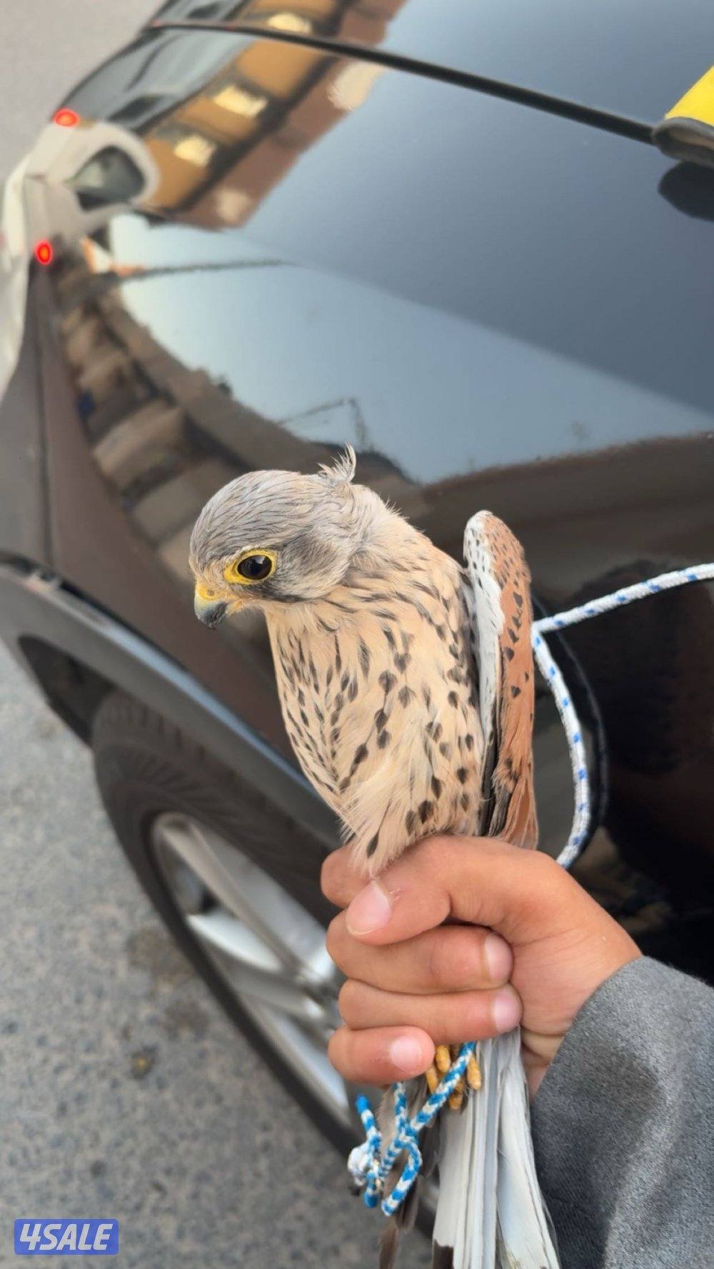 للبيع طيور1