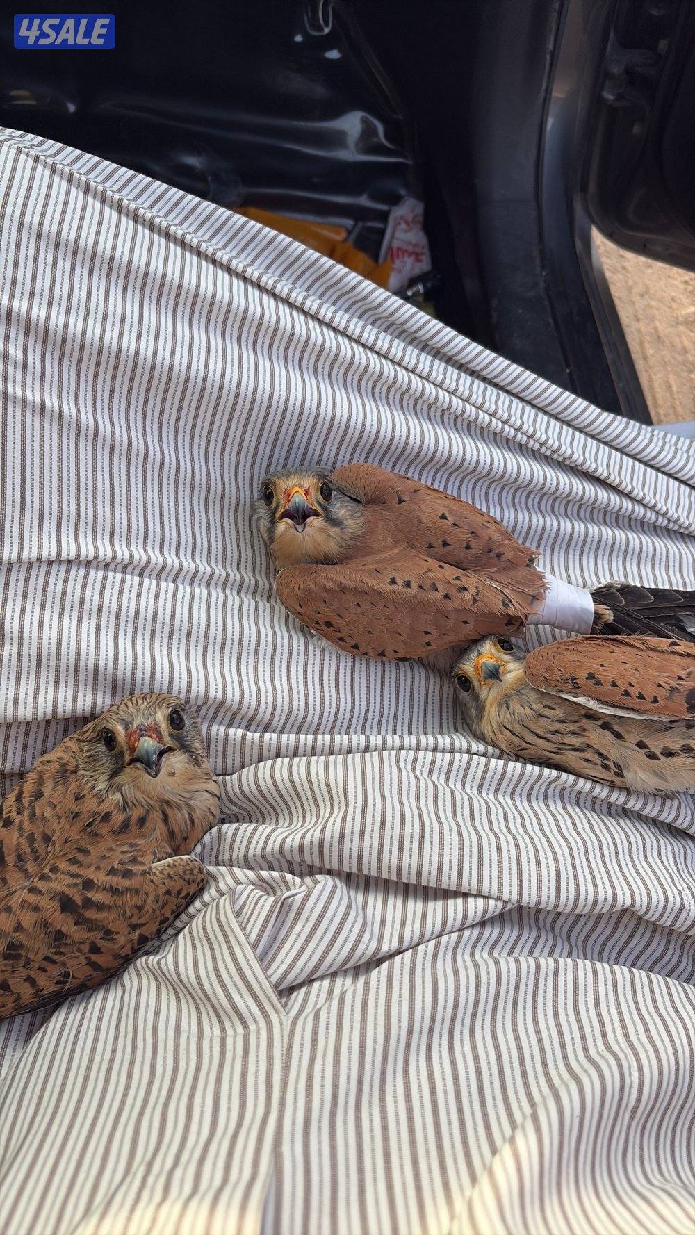 للبيع طيور3