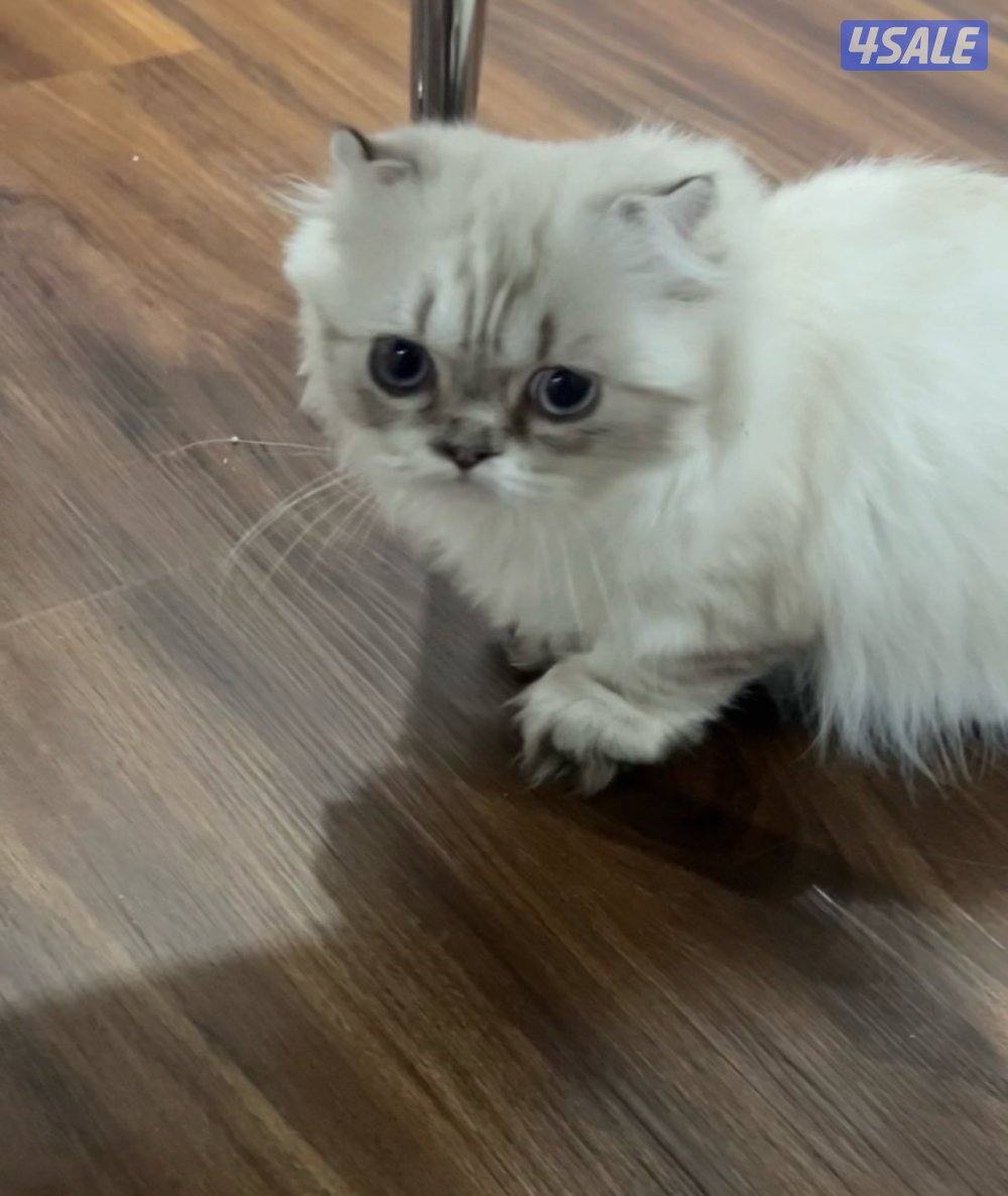 ‏قطط Kitten هملايا وقط مكس تشيكن0