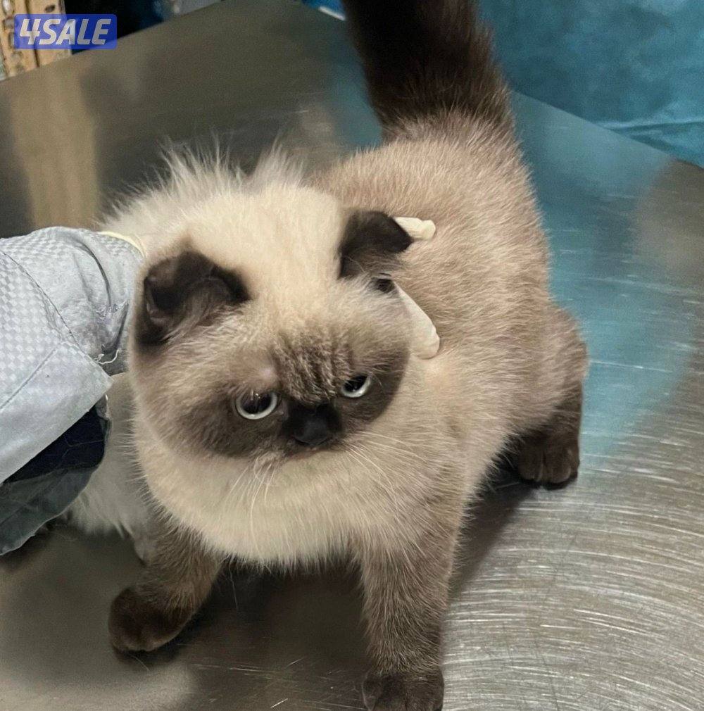 ‏قطط Kitten هملايا وقط مكس تشيكن1