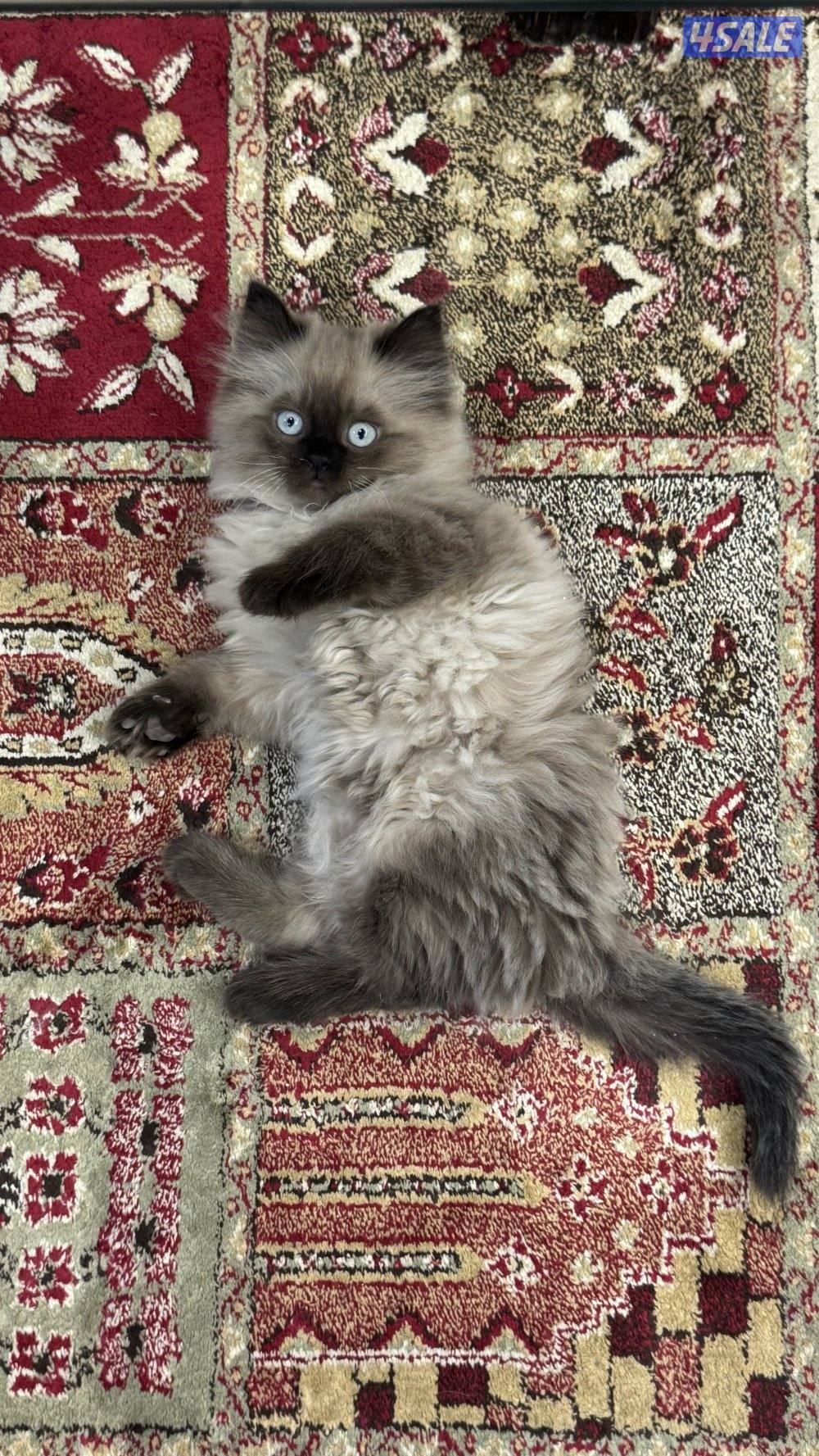 قطط شهرين ونص0