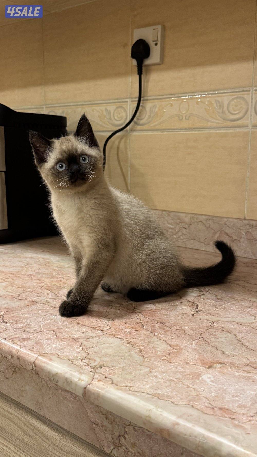 قطط شهرين ونص1