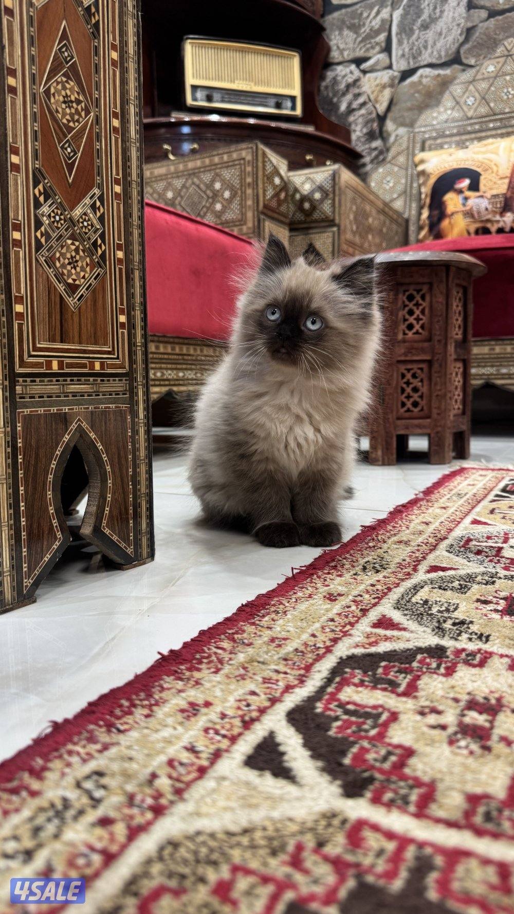 قطط شهرين ونص2