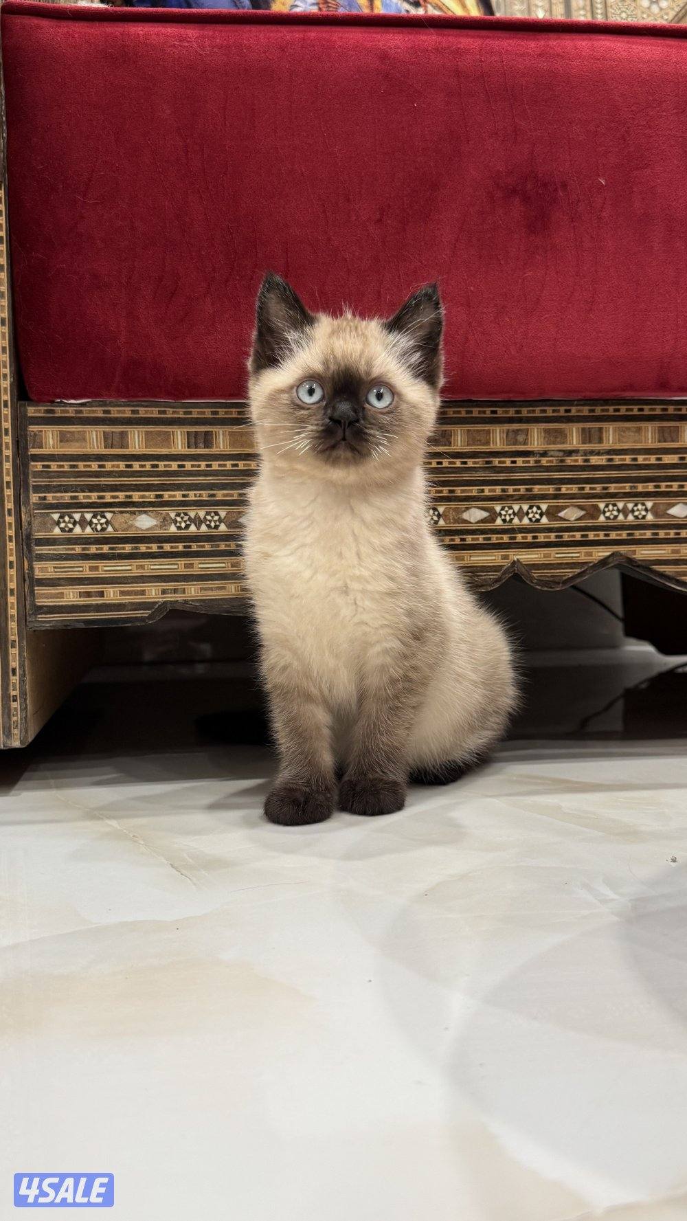 قطط شهرين ونص4