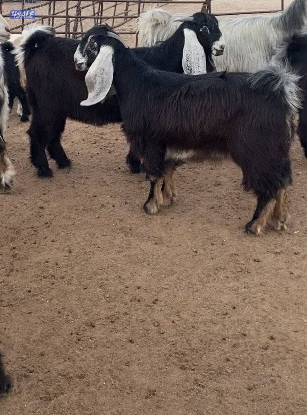 عوارض13راس طيبة ومرسسة5مطافيل3سونار2حليب والباقي اجفار خصم الخصم0