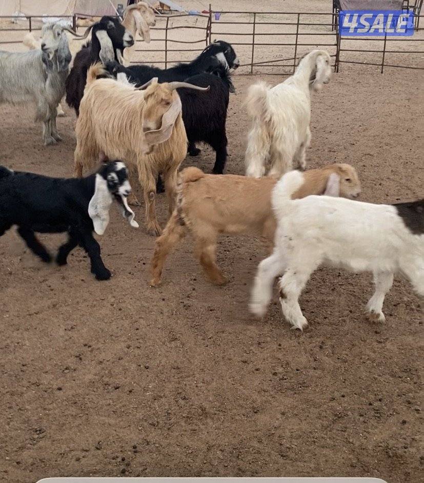 عوارض13راس طيبة ومرسسة5مطافيل3سونار2حليب والباقي اجفار خصم الخصم1