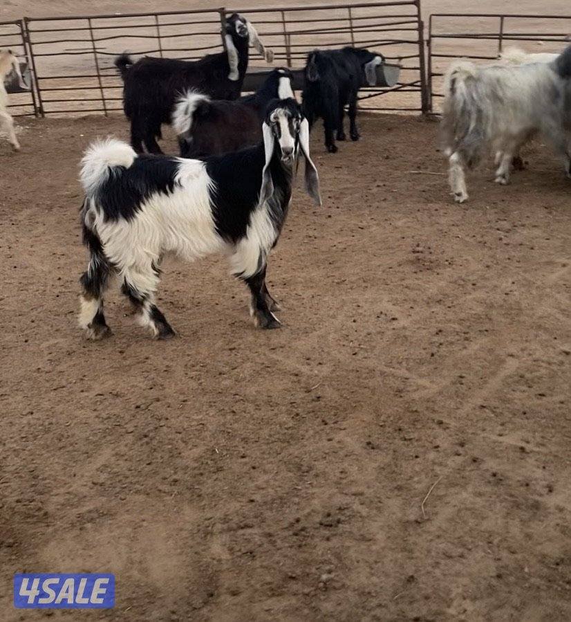 عوارض13راس طيبة ومرسسة5مطافيل3سونار2حليب والباقي اجفار خصم الخصم3