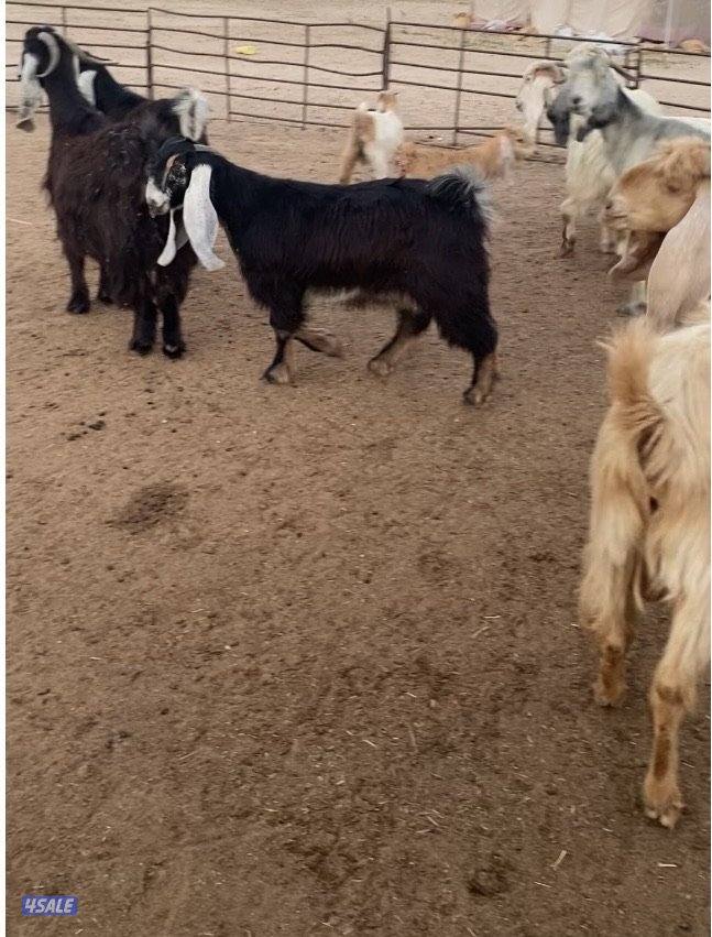 عوارض13راس طيبة ومرسسة5مطافيل3سونار2حليب والباقي اجفار خصم الخصم2