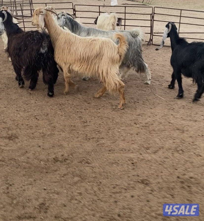 عوارض13راس طيبة ومرسسة5مطافيل3سونار2حليب والباقي اجفار خصم الخصم5