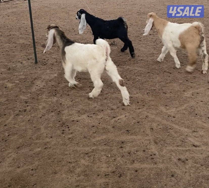 عوارض13راس طيبة ومرسسة5مطافيل3سونار2حليب والباقي اجفار خصم الخصم4