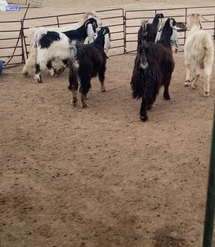 عوارض13راس طيبة ومرسسة5مطافيل3سونار2حليب والباقي اجفار خصم الخصم6