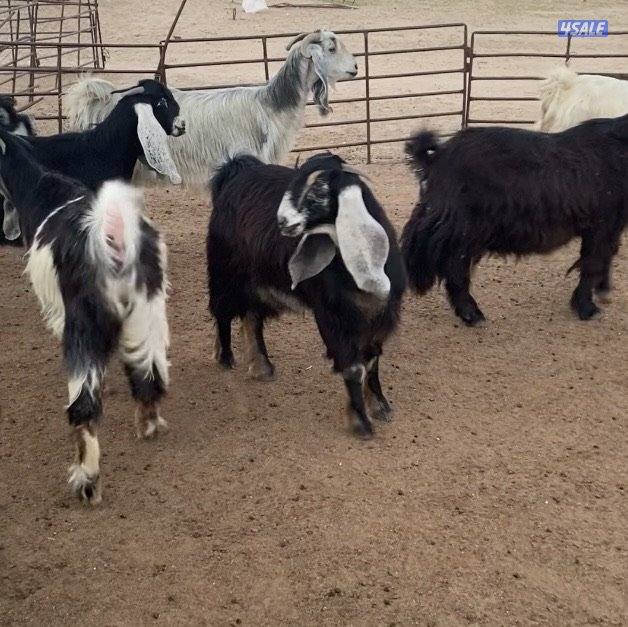 عوارض13راس طيبة ومرسسة5مطافيل3سونار2حليب والباقي اجفار خصم الخصم7