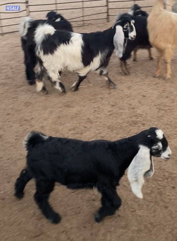 عوارض13راس طيبة ومرسسة5مطافيل3سونار2حليب والباقي اجفار خصم الخصم8