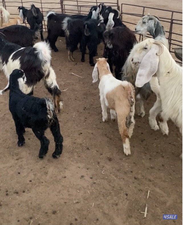 عوارض13راس طيبة ومرسسة5مطافيل3سونار2حليب والباقي اجفار خصم الخصم9