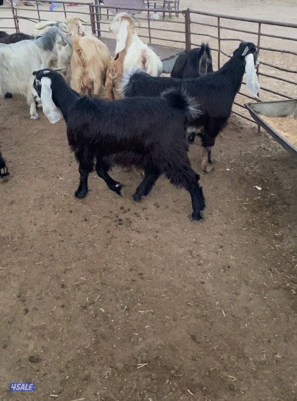 عوارض13راس طيبة ومرسسة5مطافيل3سونار2حليب والباقي اجفار خصم الخصم10