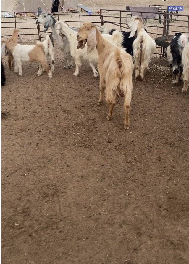 عوارض13راس طيبة ومرسسة5مطافيل3سونار2حليب والباقي اجفار خصم الخصم11