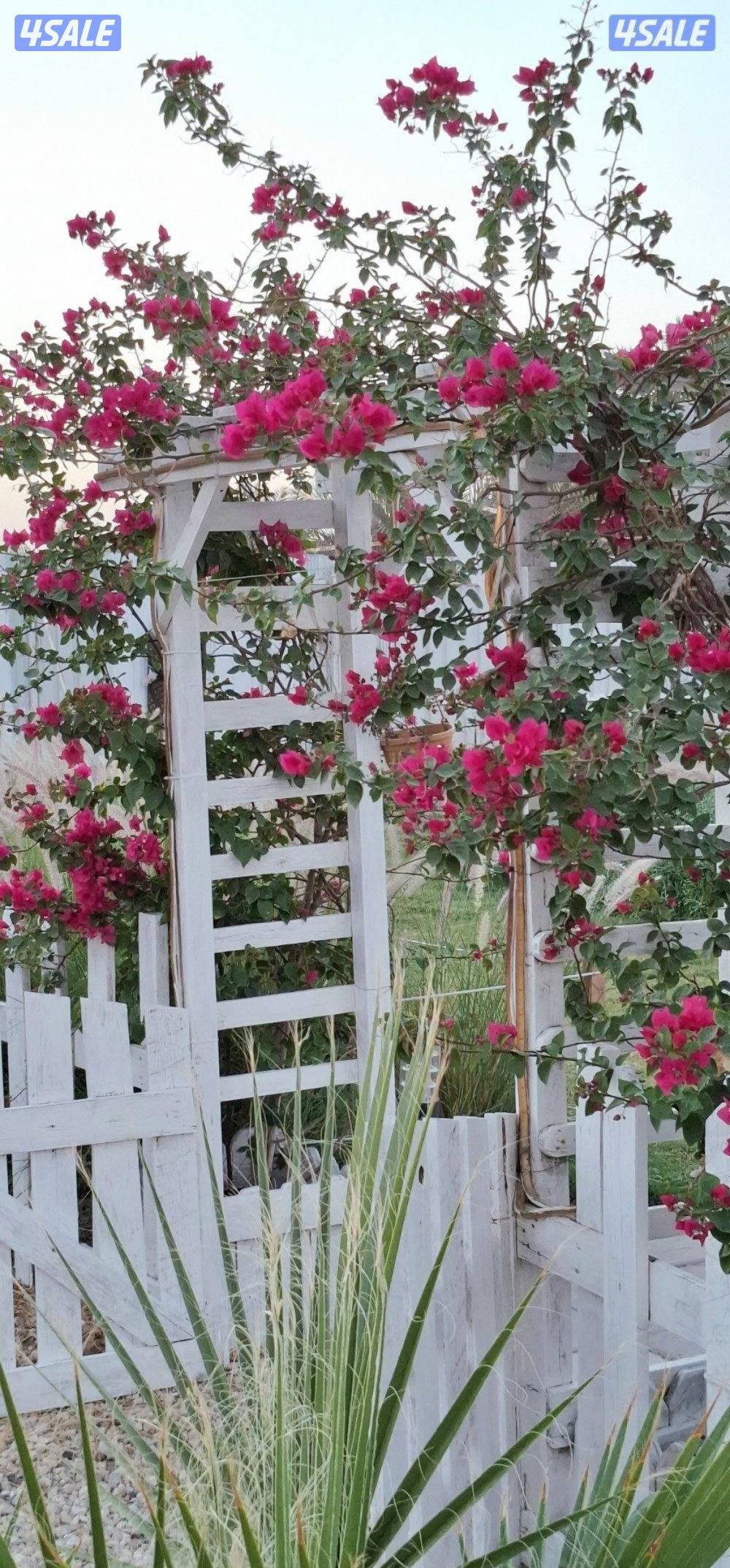 مزرعه AFARM فى الوفره طريق 3006