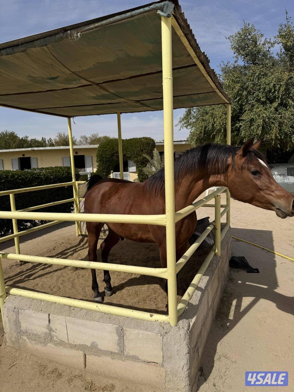حصان مميز و موزون  شرط السلم مناسب لإلتقاط الاوتاد2