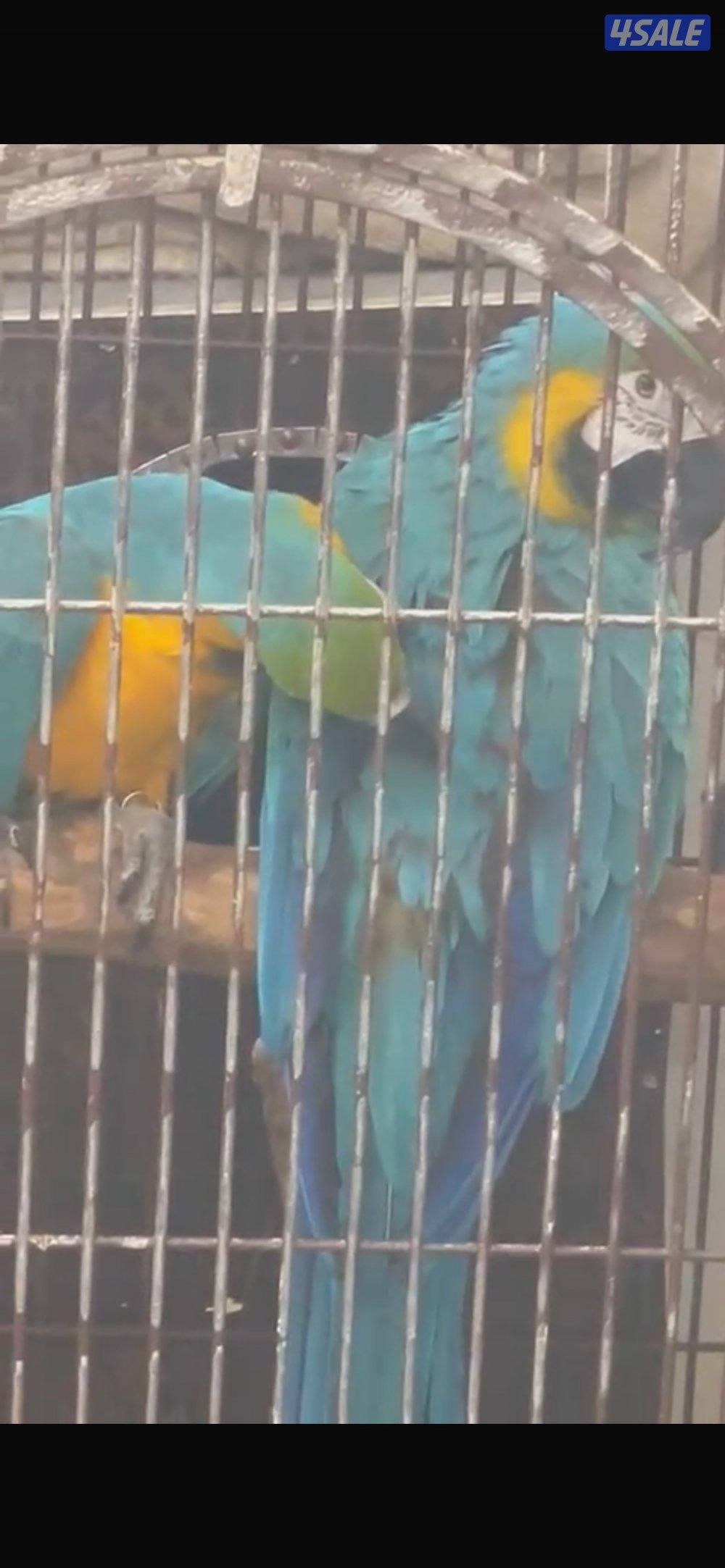للبيع يوز مكاو حجم جامبو جناح كامل صحتهم زينه ما انتجوا عندي مع قفصهم0