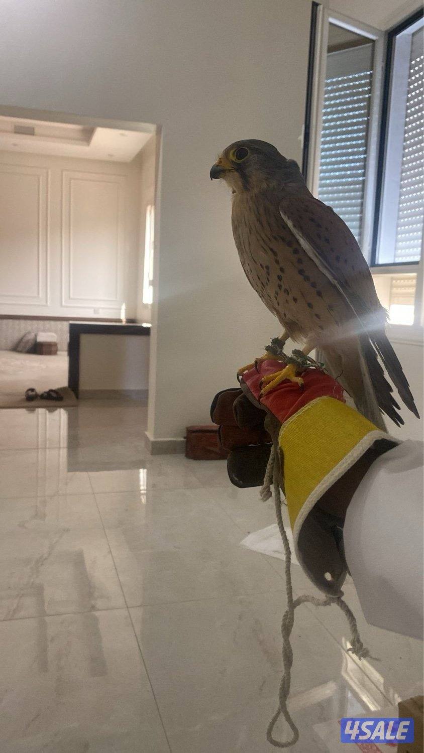 للبيع طيور مدريه ومو مدربه1