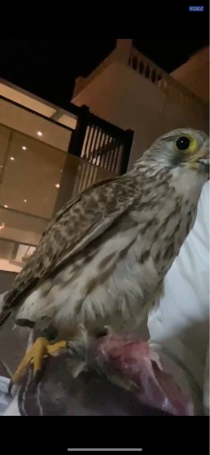 للبيع طيور مدريه ومو مدربه0