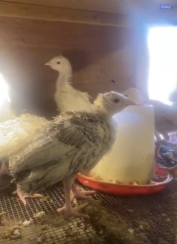 للبيع فروخ رومي0