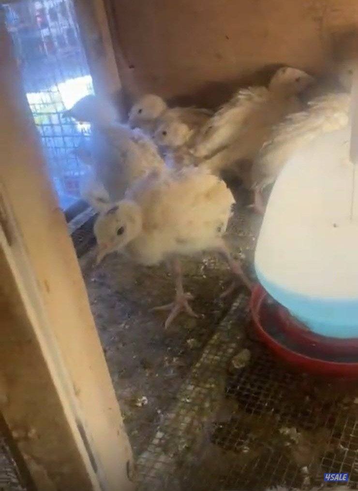 للبيع فروخ رومي1