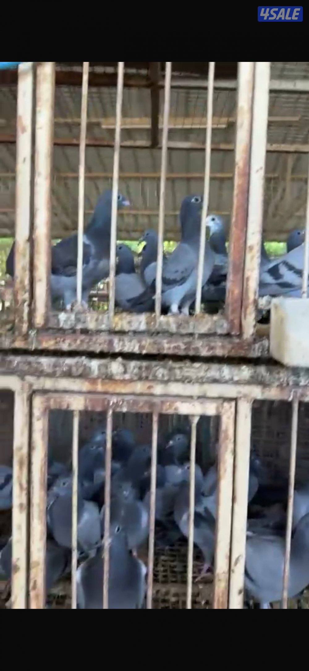 بيض دجاج عربي ترثة ودندراوي + فروخ حمام زاجل للأكل حجم طيب وفاخر6