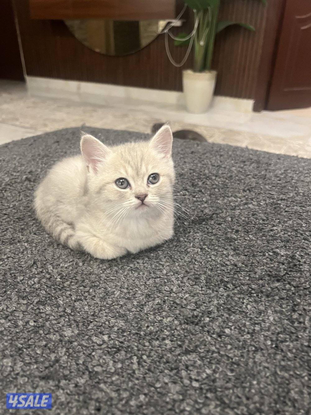 (British Shorthair) (فضي مخطط)، "Shaded  تبني Adoption ,Silver"1