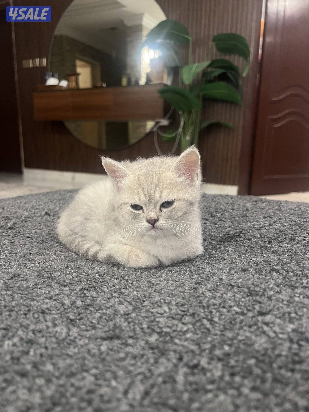 (British Shorthair) (فضي مخطط)، "Shaded  تبني Adoption ,Silver"2