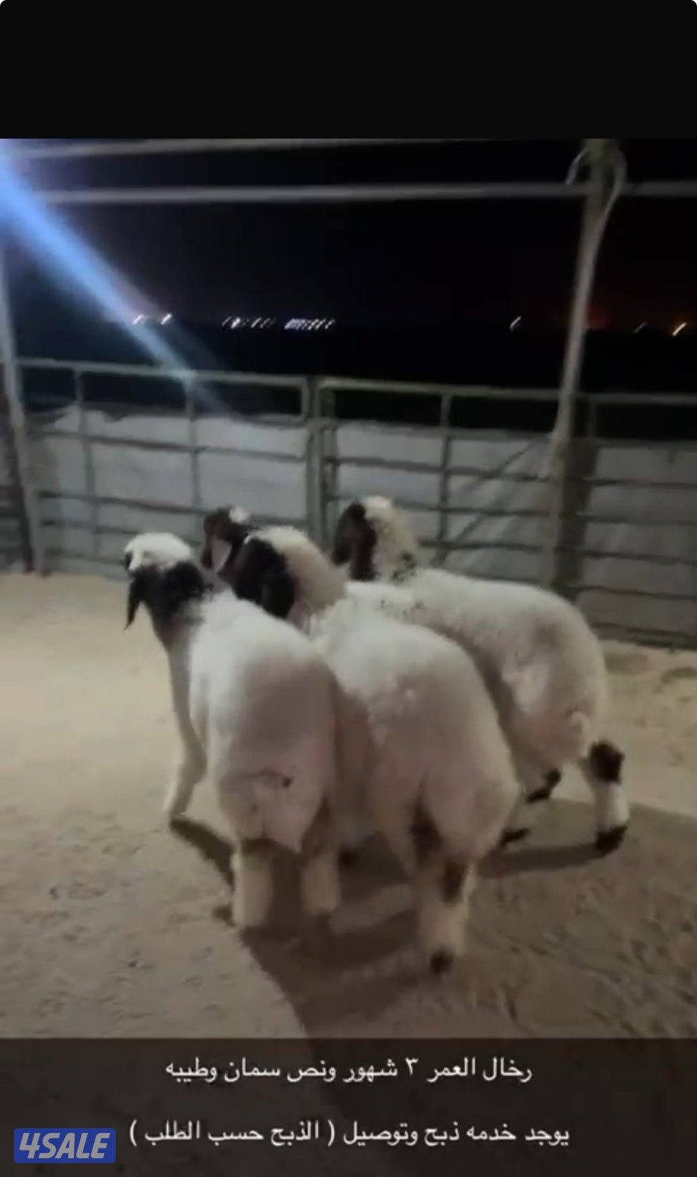 الوفره قطعه١شارع1