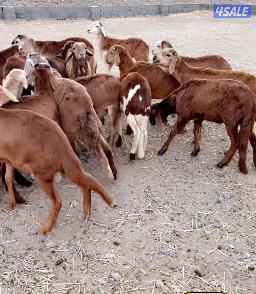 الوفره قطعه١شارع2