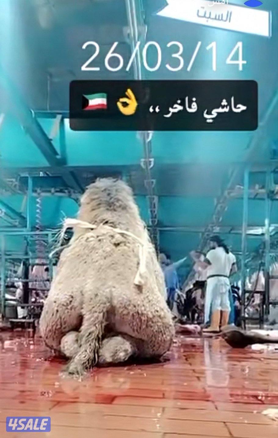 الوفره قطعه١شارع4