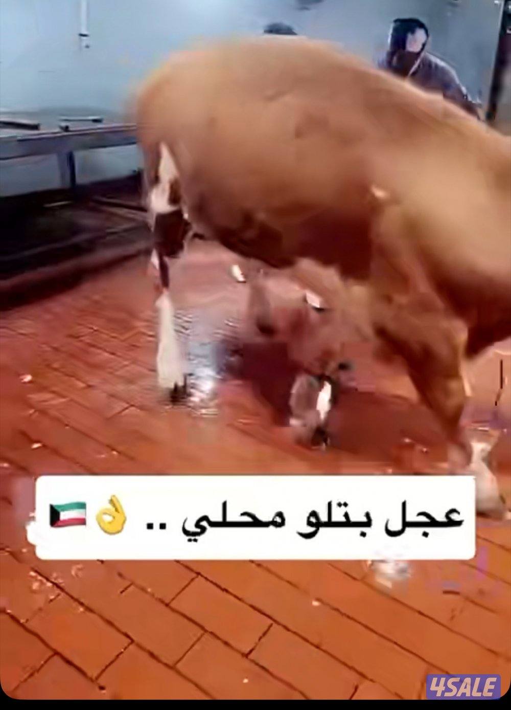 الوفره قطعه١شارع5