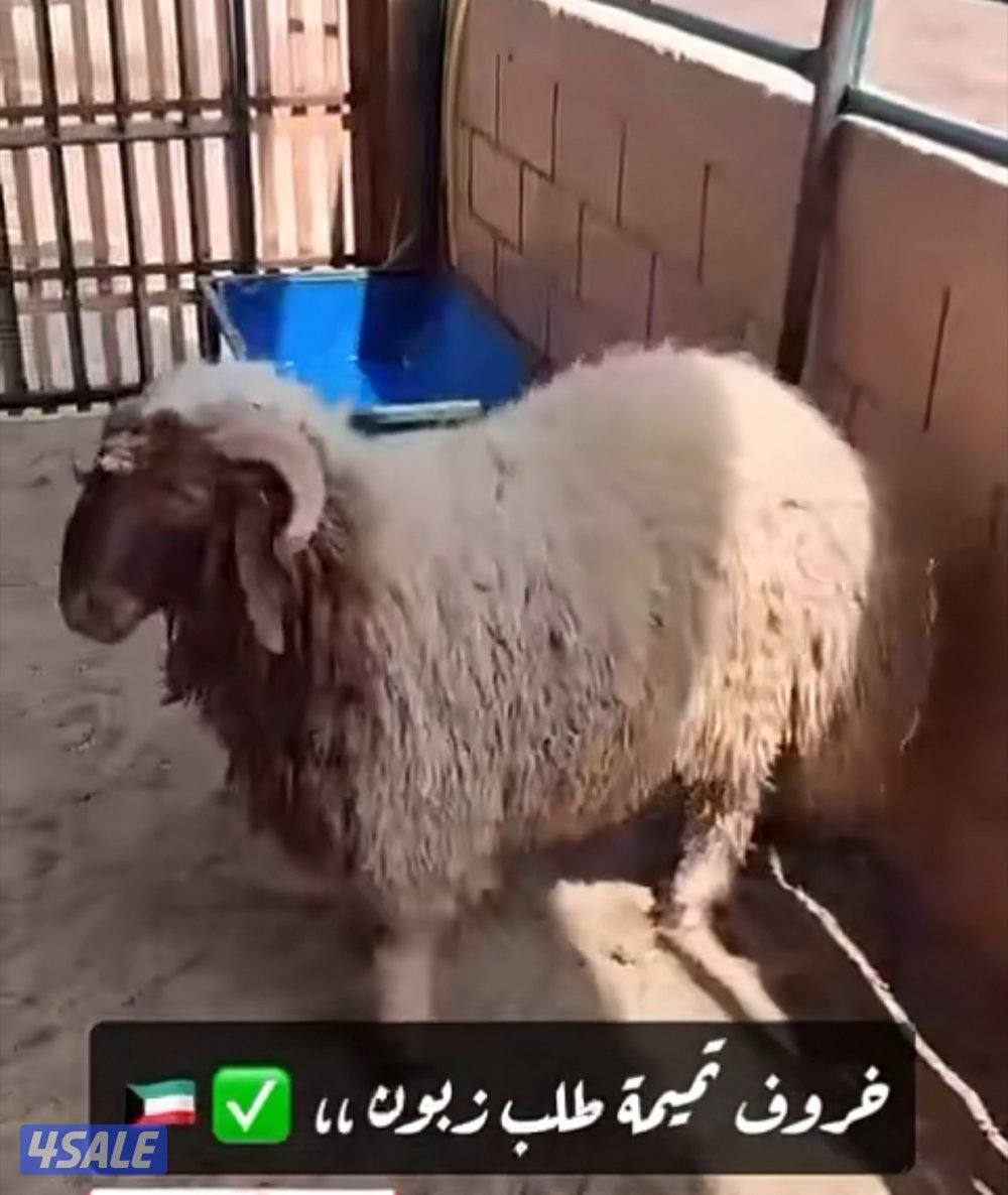 الوفره قطعه١شارع6