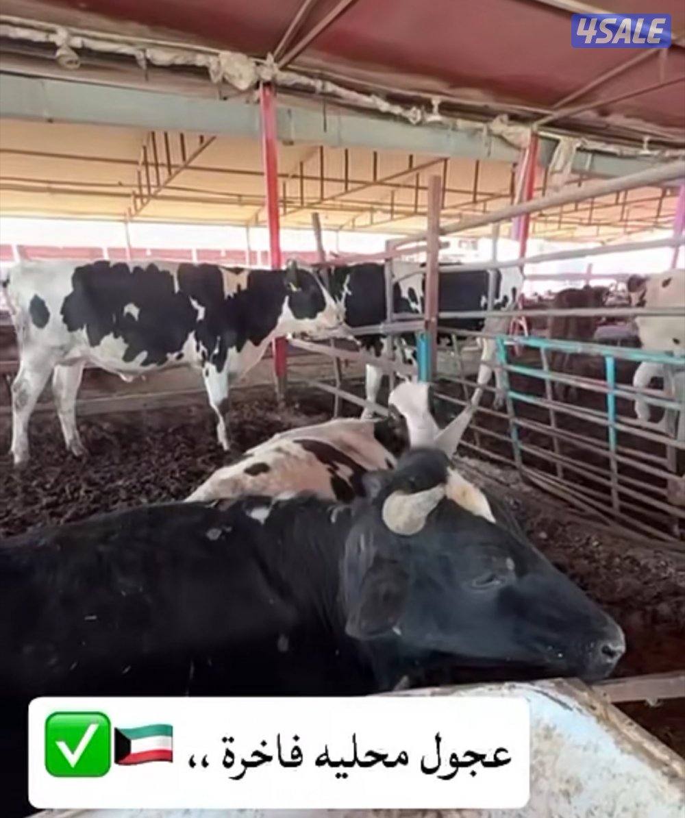 الوفره قطعه١شارع9