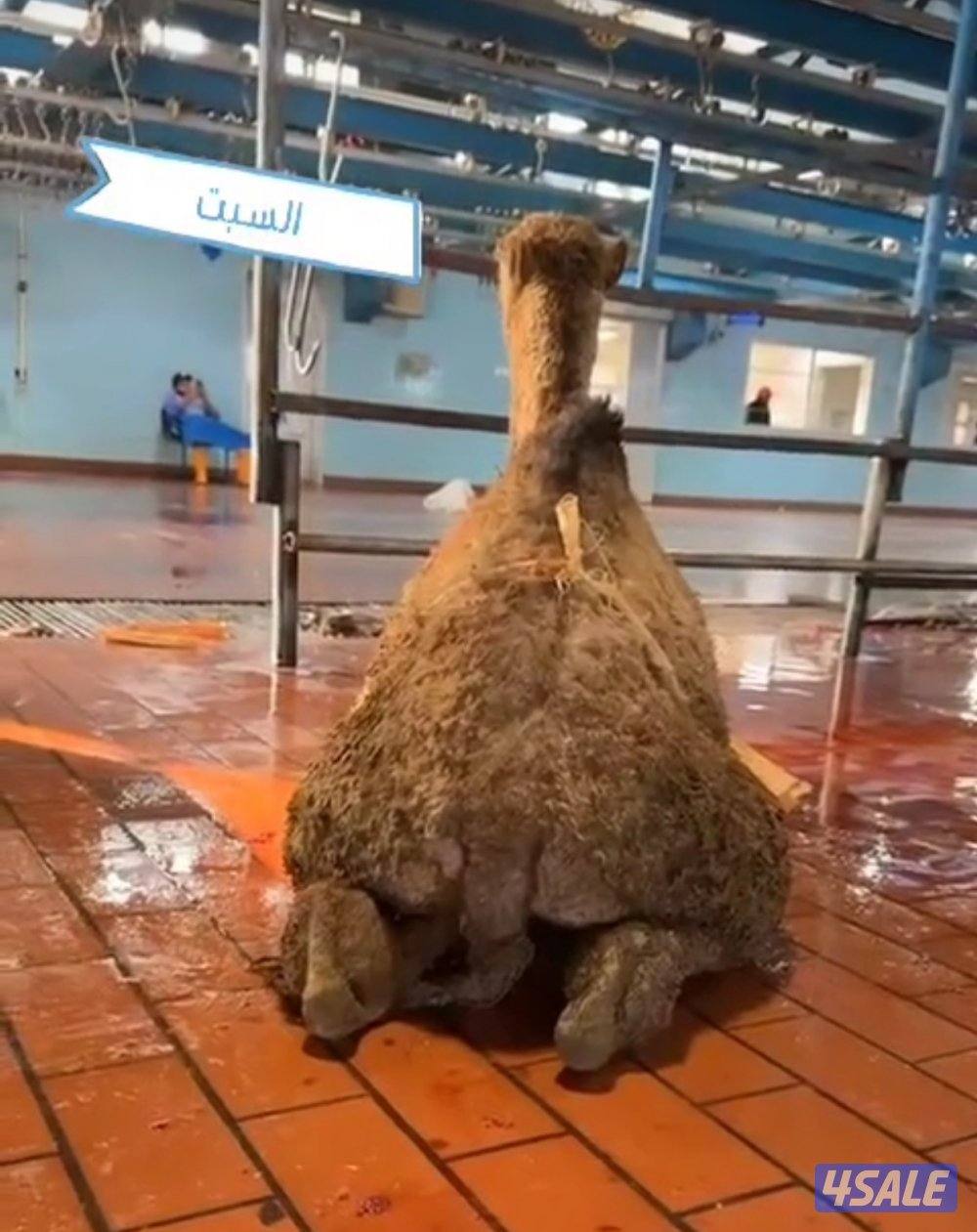 الوفره قطعه١شارع12