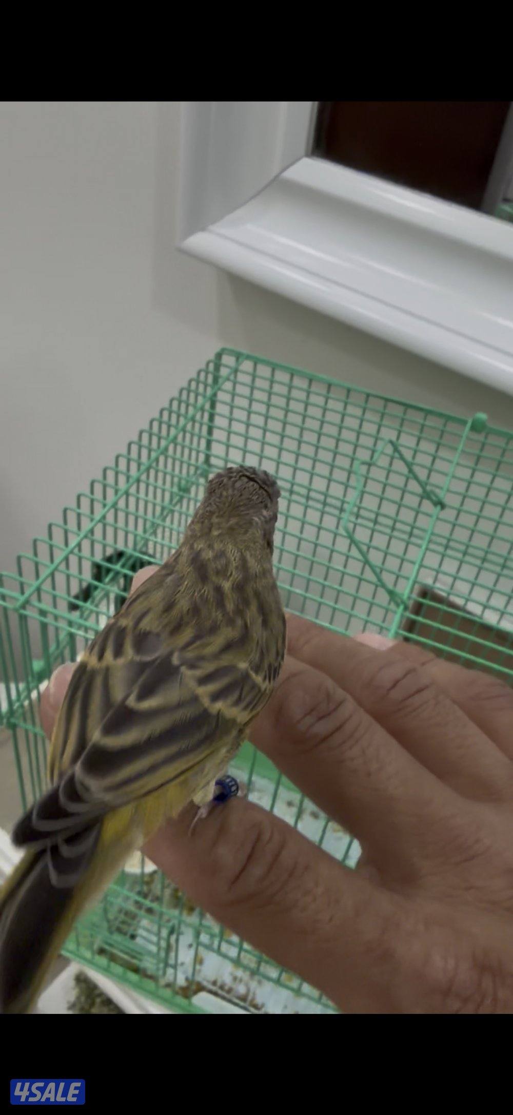 للبيع فرخ مكس ياسمين كناري0